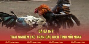 Đá Gà 6/7